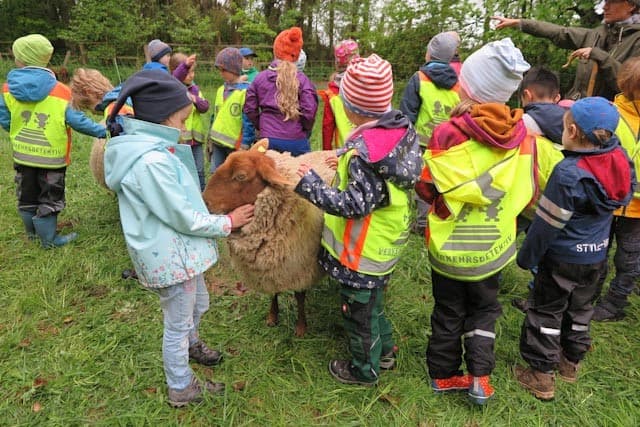 Patenlamm der Rudolf Steiner Schule