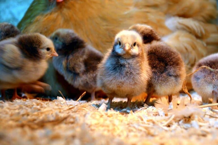 Neue Hofbewohner 🐣🐣🐣