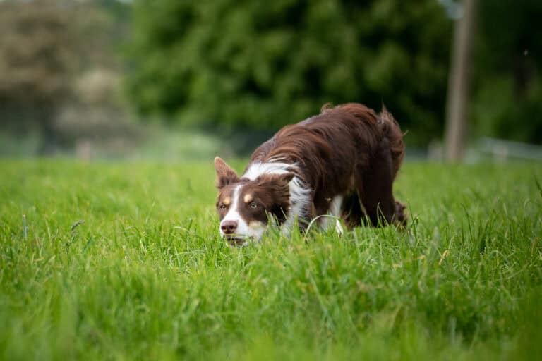 Unsere Hazel